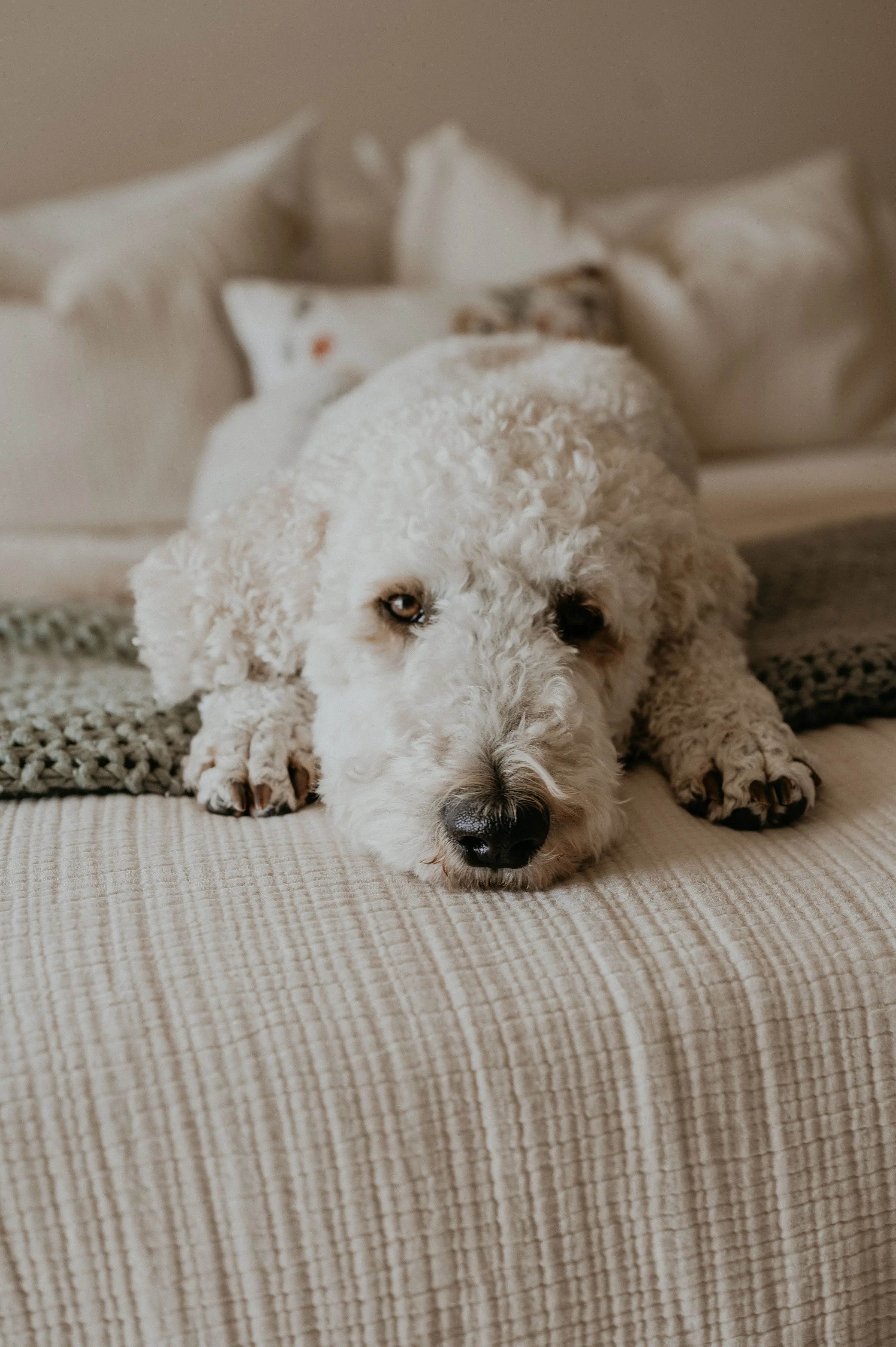 Moose McKenzie, Chief Happiness Officer at Doghead Digital